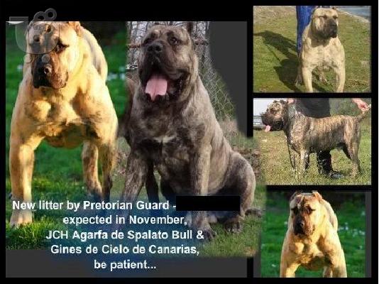 PoulaTo: DOGO CANARIO TOPP